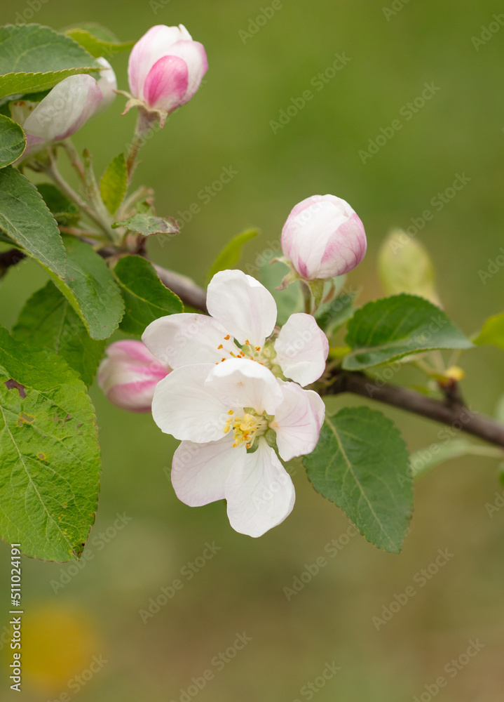 Obraz premium Flowers on an apple tree in spring.