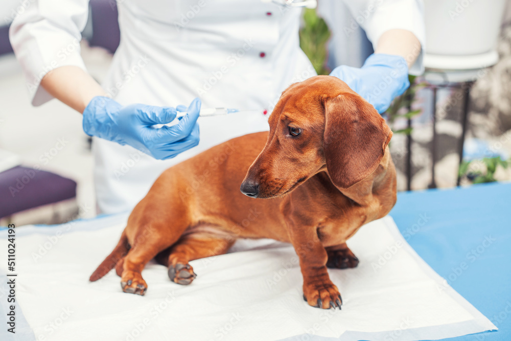 female doctor vaccinates a dachshund dog in a veterinary clinic. medicine for pets