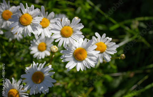 Floral natural background. Wild daisies  Leucanthemum vulgare  in the meadow. Particular light  fresh image.