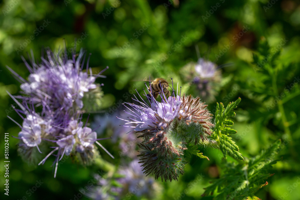 abeille butinant une fleur de phacélie abeille butinant une fleur de phacélie