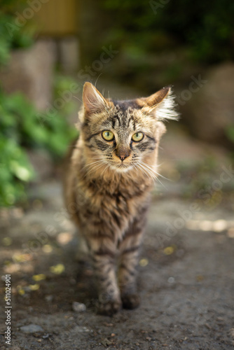 domestic cat walks around the yard

