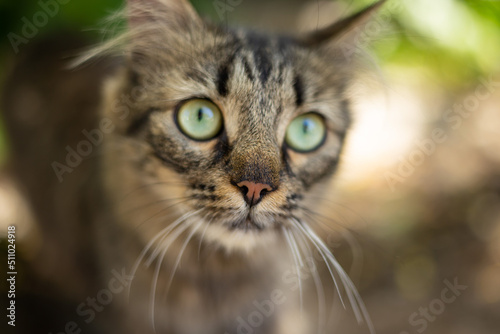 Fototapeta Naklejka Na Ścianę i Meble -  domestic cat walks around the yard
