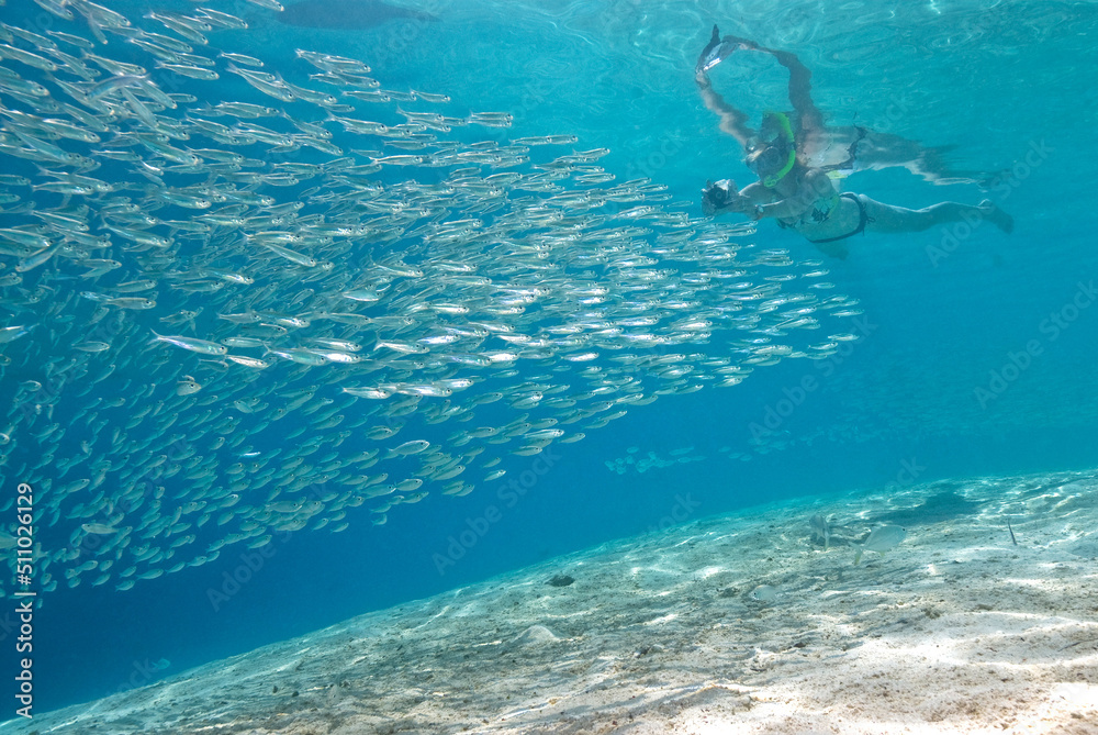 person snorkelling in the sea with a big school of silver fish