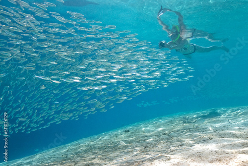 person snorkelling in the sea with a big school of silver fish