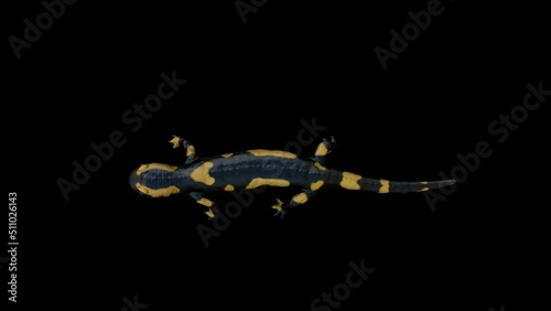 Salamander Walk Top animation.Full HD 1920×1080.7 Second Long.Transparent Alpha video.LOOP. photo