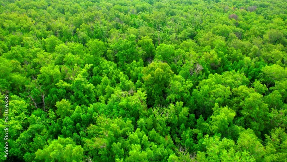 Aerial view from a drone over a green forest in a mangrove forest, Bang Ya Phraek, Samut Sakhon, Thailand. Mangrove Ecosystem. Environmental conservation. Drone footage 4k.
Aerial view from a drone over a green forest in a mangrove forest, Bang Ya Phraek, Samut Sakhon, Thailand. Mangrove Ecosystem. Environmental conservation. Drone footage 4k.
