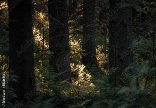 rays of sun in a dark summer forest with old firs and ferns 