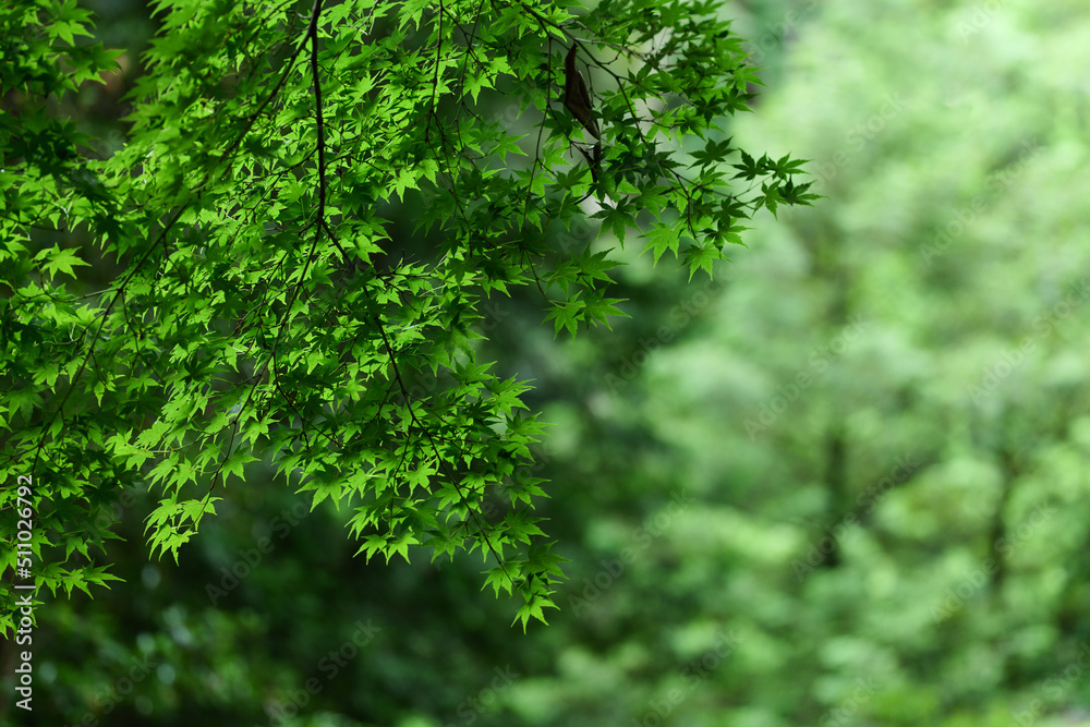 雨の日の新緑のカエデ　6月