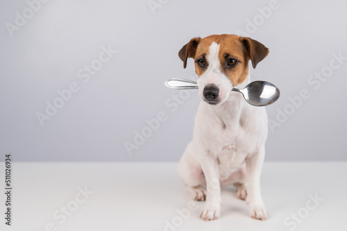 Portrait of a dog Jack Russell Terrier holding a spoon in his mouth on a white background. Copy space.  © Михаил Решетников