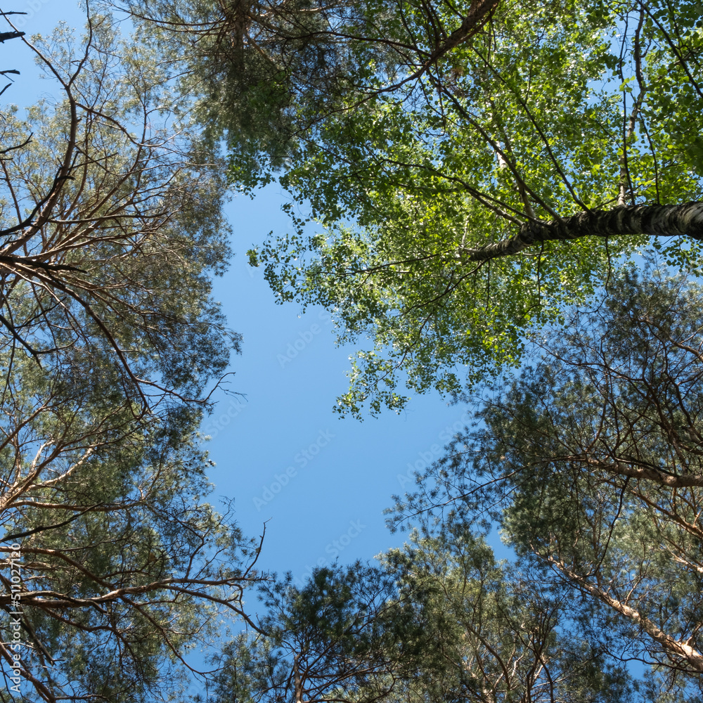 Obraz premium A bottom view of a bright summer blue sky framed in blurry green tree tops. Relaxation in nature