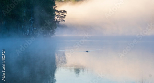 early morning on a summer lake. The duck swims through the fog on the water. Foggy summer landscape near a forest pond