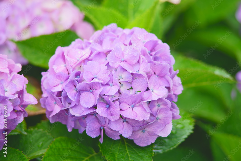 Early summer flowers