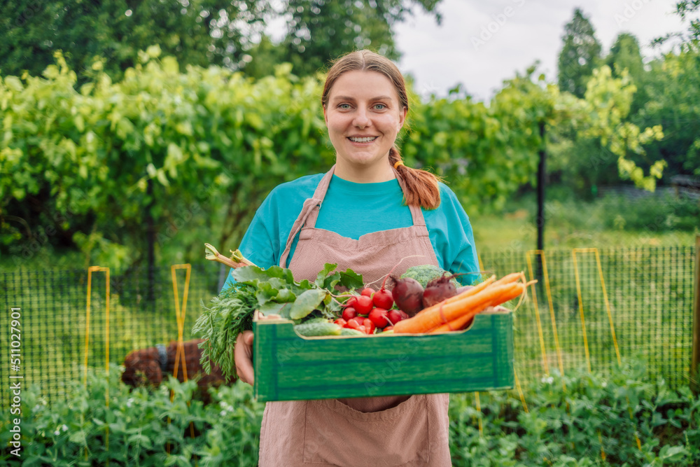 Obraz premium Pretty woman withgreen paper box of vegetables in her garden on countryside field. Vegetables harvest freshly picked from garden healthy lifestyle vegan food organic