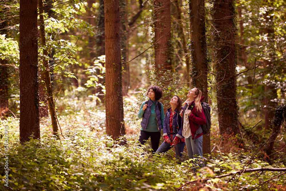 Group Of Young Female Friends On Camping Holiday Hiking Through Woods And Enjoying Nature Together Group Of Young Female Friends On Camping Holiday Hiking Through Woods And Enjoying Nature Together