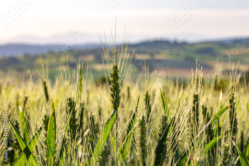 champs de blé et prairie dans une campagne vallonné et verdoyante photo
