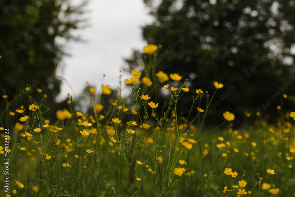  Buttercup yellow flowers in meadow on green grass background. Selective focus, blurred background