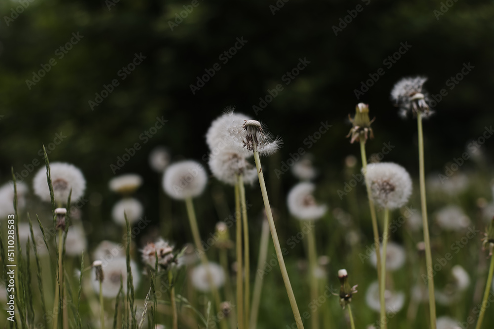 Ripe dandelions in summer in the field. Dandelion flowers blossom. Summer natural background. Ripe dandelions in summer in the field. Dandelion flowers blossom. Summer natural background.