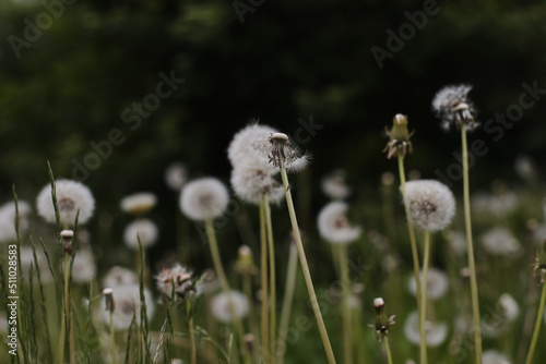 Ripe dandelions in summer in the field. Dandelion flowers blossom. Summer natural background.