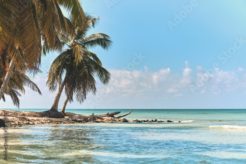 Palm trees on the beach of Saona island in the Caribbean sea. Summer landscape.