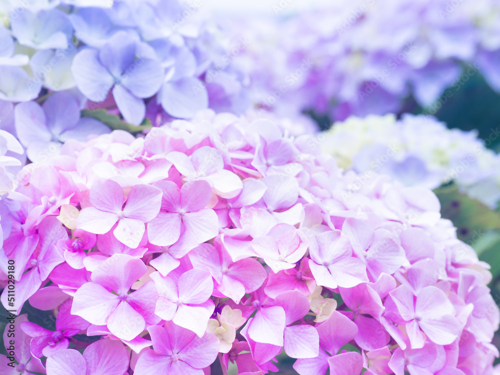 紫陽花の紫とピンクのグラデーション
