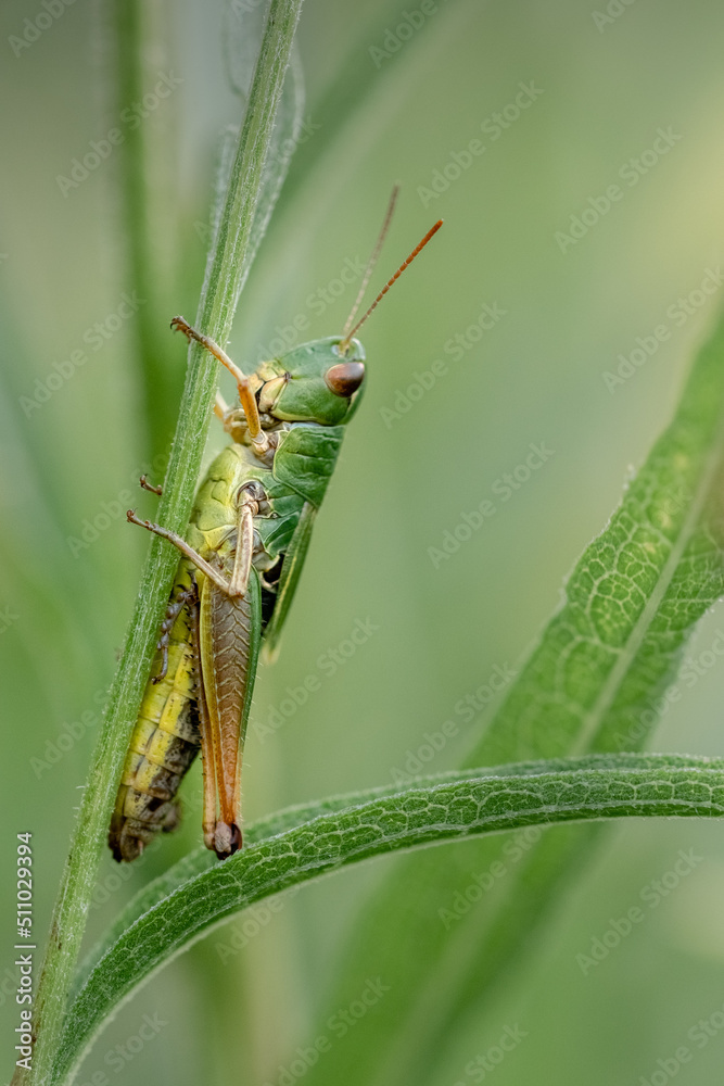 Fototapeta premium Meadow Grasshopper 