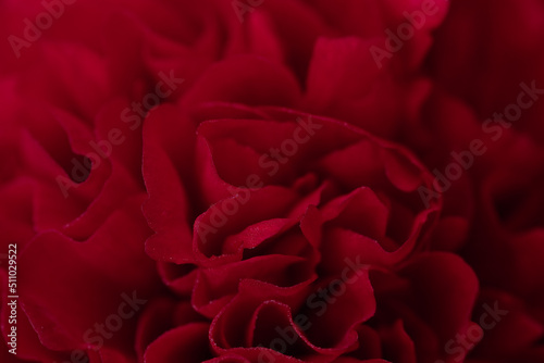 Macro of red peony flower. Abstract background of red flower petals. 