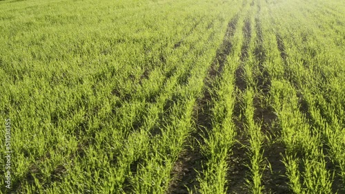 Young wheat sprouts in the field