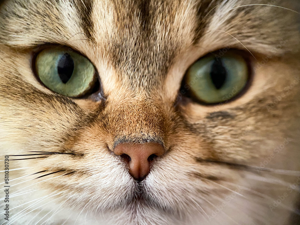 The face of the British shorthair Golden Chinchilla NY25 close-up