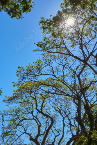 sprawling trees give shade and make you feel relaxed