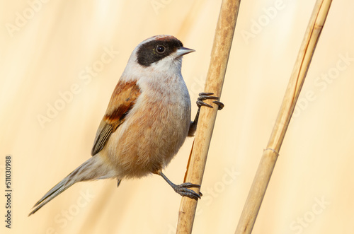 Eurasian penduline tit, Remiz pendulinus. The bird is shot close-up. The male sits on a reed stalk