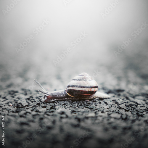 snail on the road