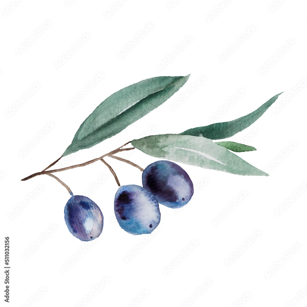 Watercolor olive branch with blue fruits and green leaves illustration Watercolor olive branch with blue fruits and green leaves illustration