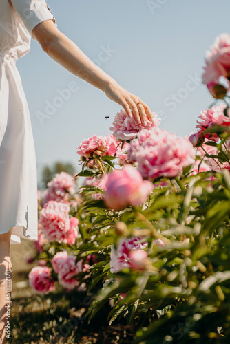 Female hand touches a beautiful pink peony flower bud. In a peony field, a girl walks on enjoying life. Beautiful young palm holds past the camera. The concept of freedom. Summer vacation. 