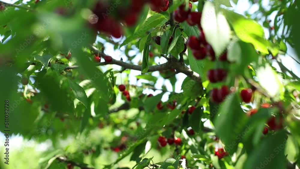 red cherry tree stock video with sun flares and copy space red cherry tree stock video with sun flares and copy space