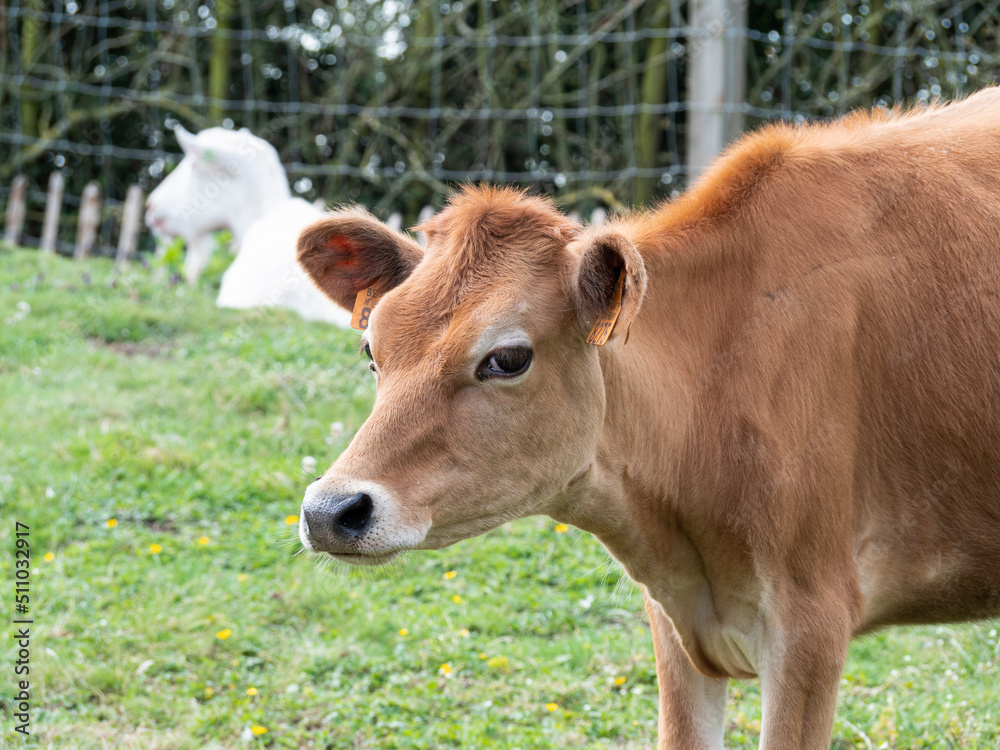 Brown cow in the meadow looks straight into the camera