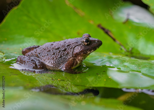 Closeup view of grey brown tropical frog with warts squatting on bright green water lily pad during rainy season in northern Thailand