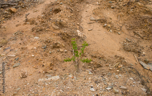 small tree among stones and soil