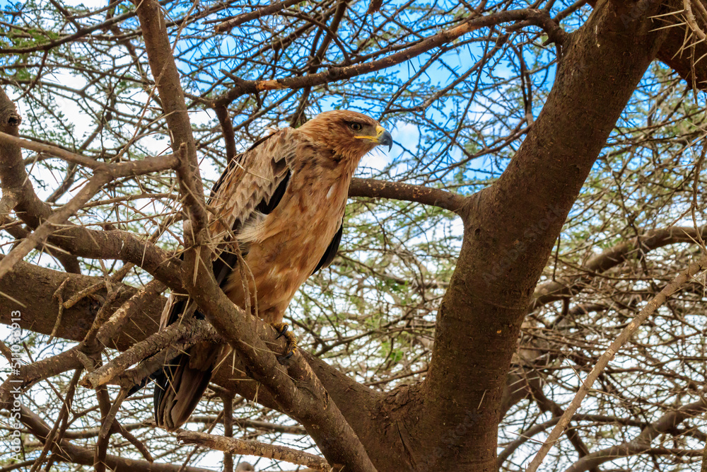 Tawny eagle (Aquila rapax) on a tree in Serengeti national park, Tanzania Tawny eagle (Aquila rapax) on a tree in Serengeti national park, Tanzania