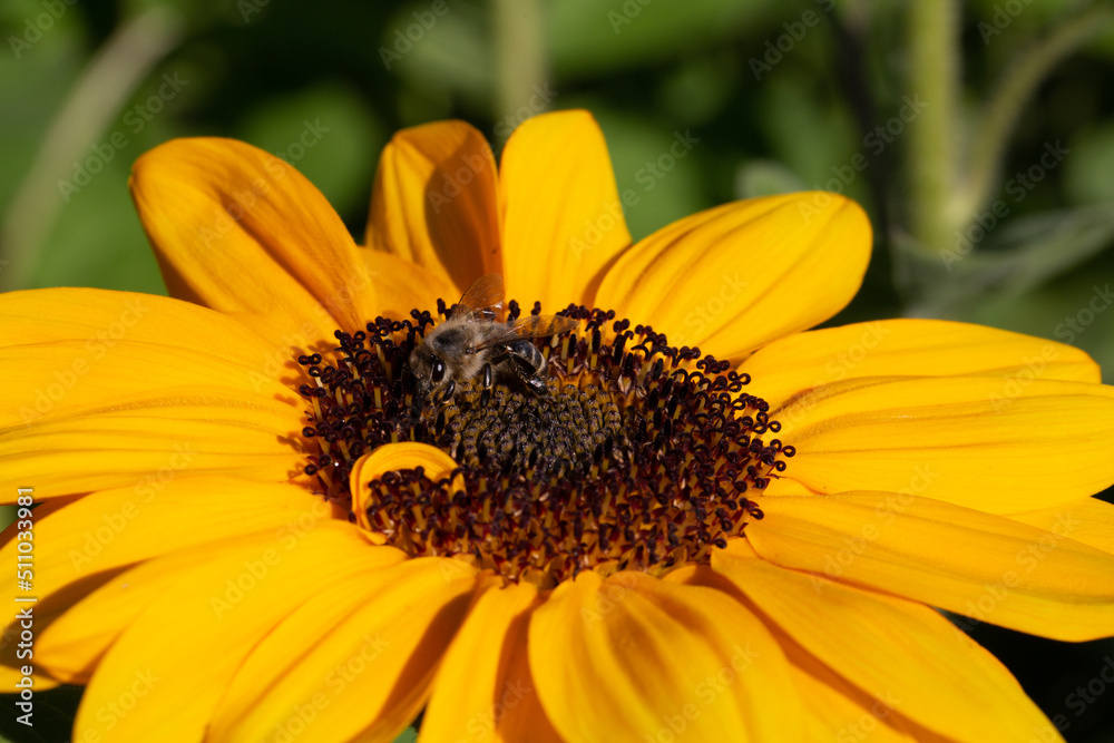 Abeille poser sur une fleur de tournesol, recueillant son nectar Abeille poser sur une fleur de tournesol, recueillant son nectar