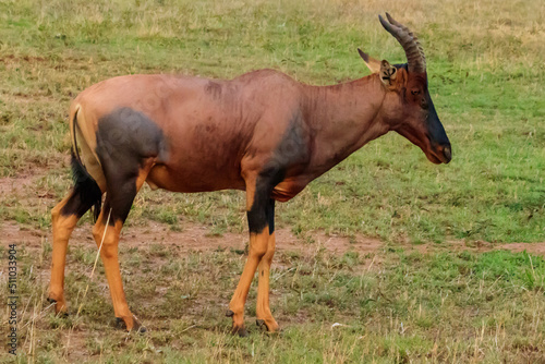 Topi antelope (Damaliscus lunatus jimela ) in Serengeti national park in Tanzania, Africa