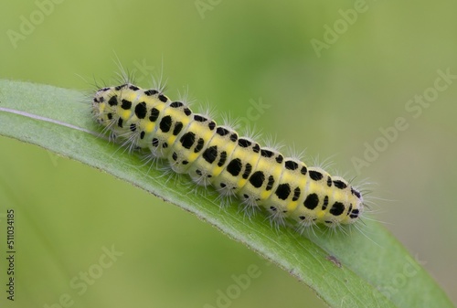 Yellow caterpillar with black dots of the butterfly Zygaena filipendulae. © venars.original