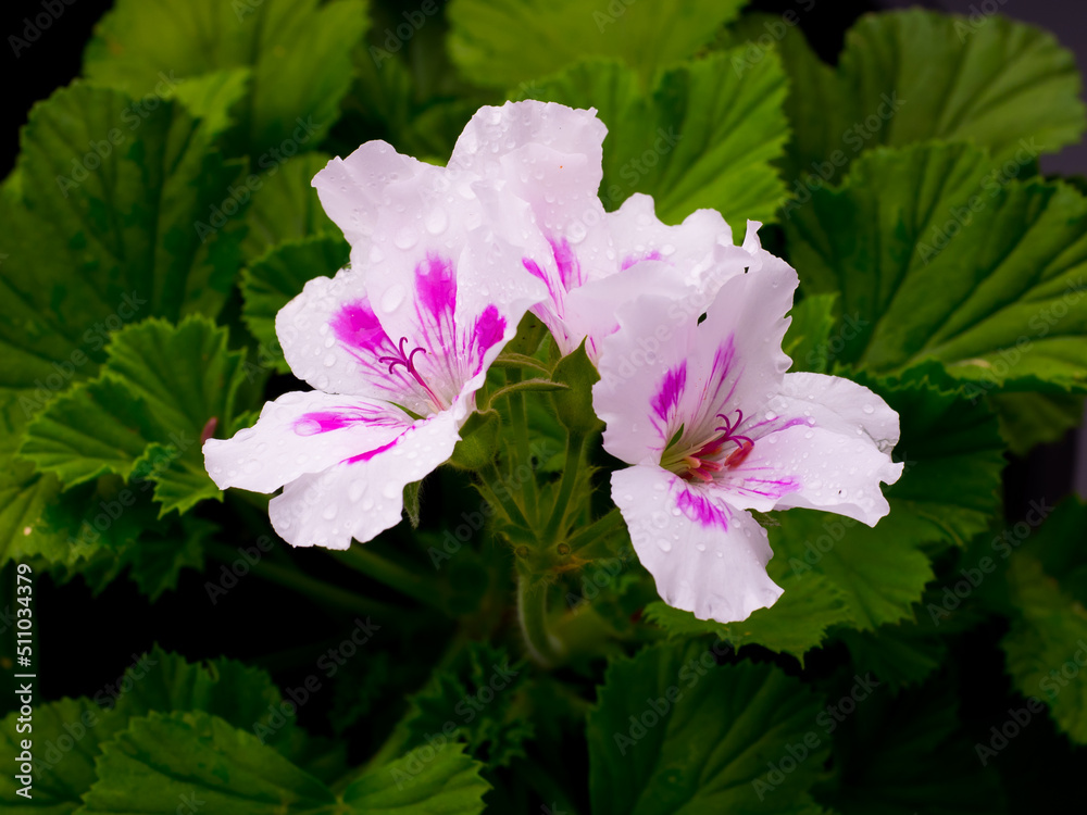 Spring sketch, geranium flowers with raindrops among green leaves Spring sketch, geranium flowers with raindrops among green leaves