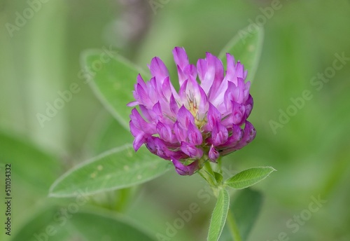 Red clover (Trifolium repens) is a prostrate or creeping, flowering herb cultivated for its high feed value. It is one of the most important clovers and is an almost cosmopolitan species.