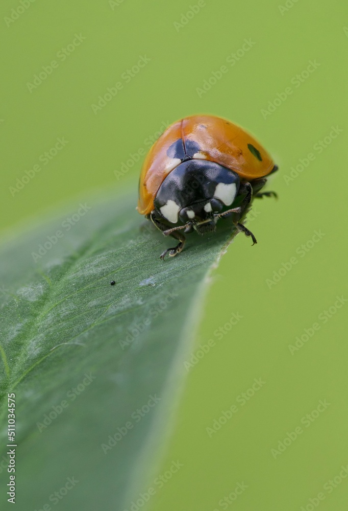 Fototapeta premium ladybird on a leaf