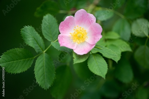 Pink rose petal flower background