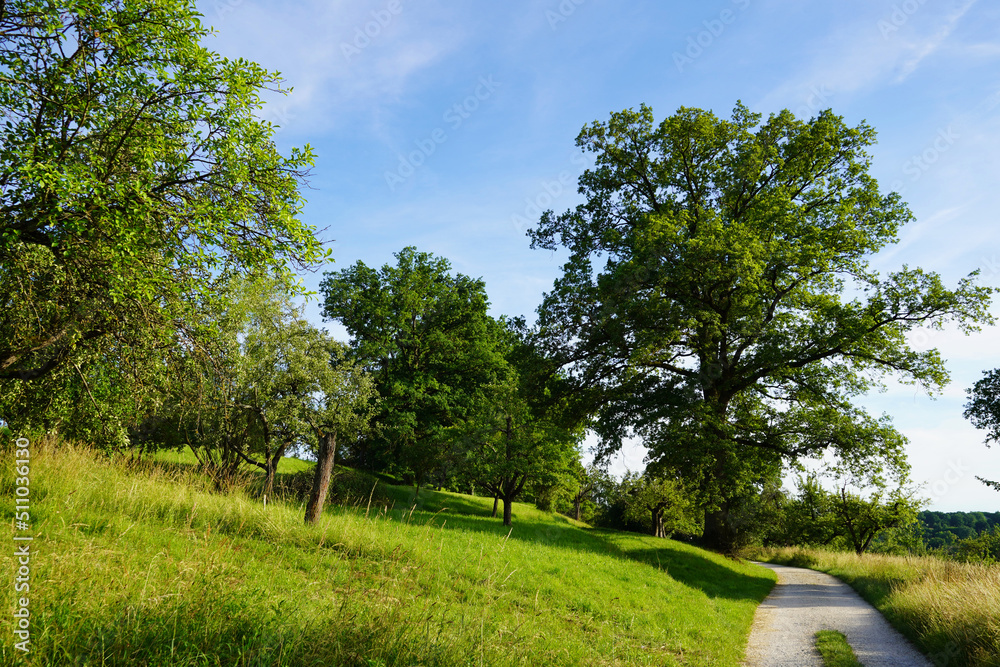 Way into nature. The gravel hiking trail leads between meadows and fruit trees to the expansive oak tree Way into nature. The gravel hiking trail leads between meadows and fruit trees to the expansive oak tree
