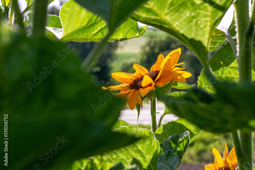Tournesol tourné vers le soleil