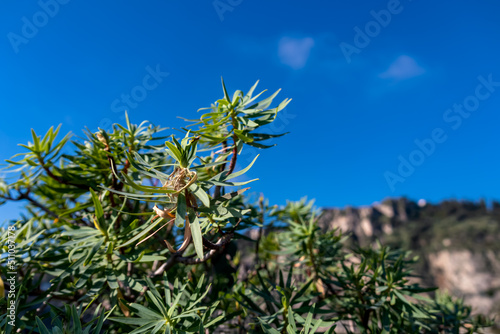 Selective focus on a small-leaved dragon tree plant (Dracaena mannii) on sunny day growing on the paradise island Isola Bella in Taormina, Sicily, Italy, Europe, EU. Dreamy Ionian Mediterranean sea