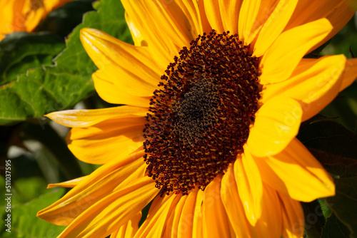 Tournesol tourn   vers le soleil