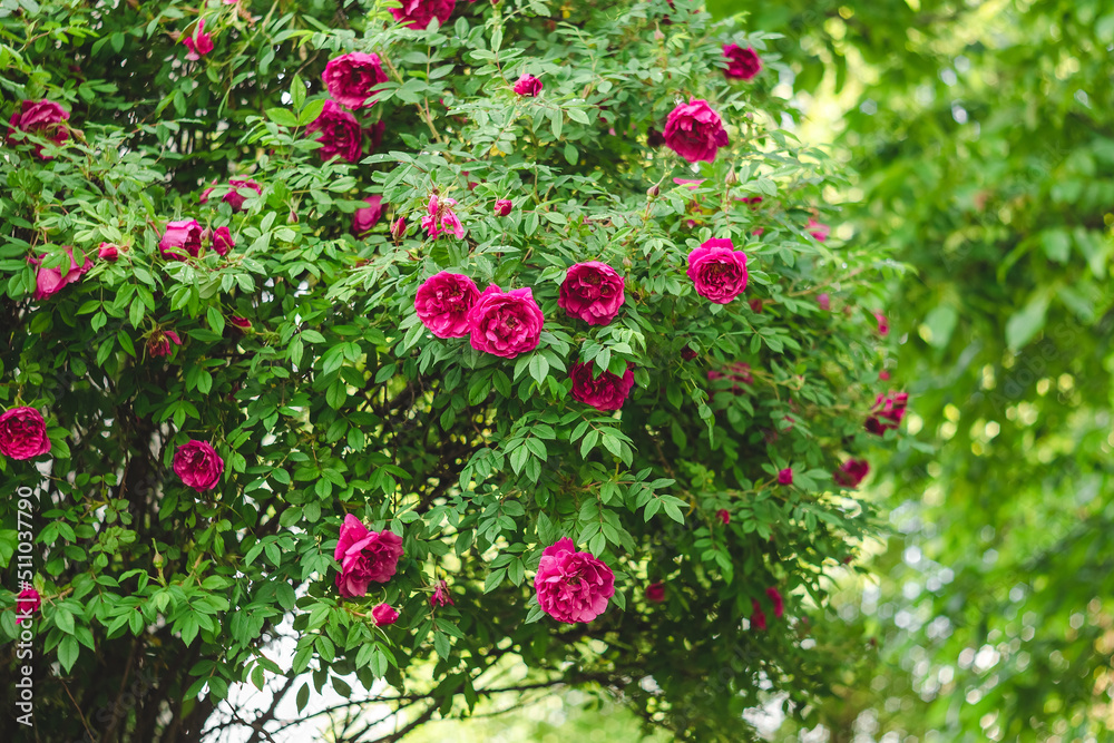 Pink roses on a bush in a rose garden after rain.